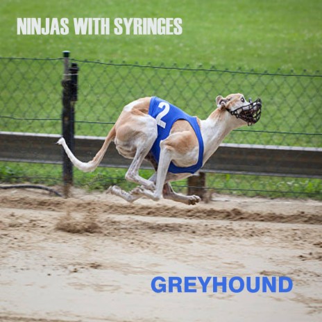 Greyhound