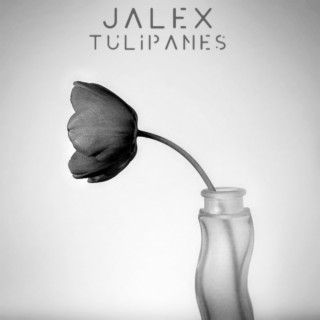 Tulipanes