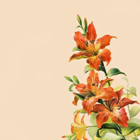 AAzuki tiger lilies Lyrics | Boomplay