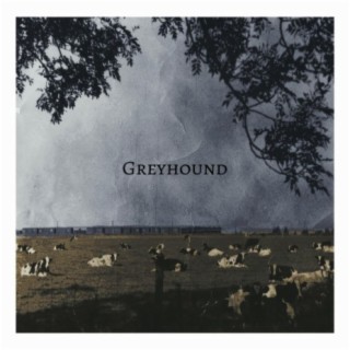 Greyhound