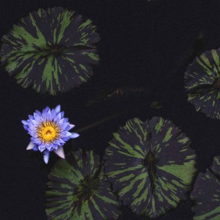 Lotus Land | A Guided Meditation to Monet’s Garden