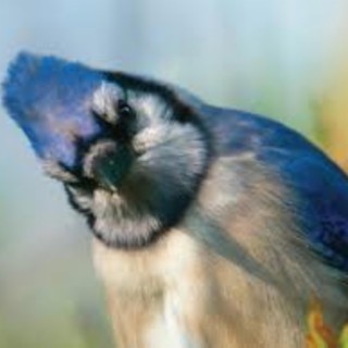 BLUEJAY