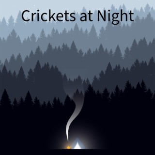 Crickets at Night