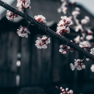 Temple in the Cherry Blossoms | Find Zen on this Guided Meditation for Sleep