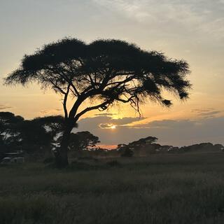 Serengeti Trees Wave Goodbye lyrics | Boomplay Music