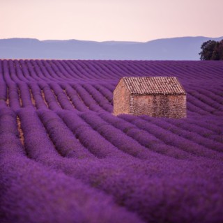 Fields of Lavender | A Soothing Visualization to Help Send You to Sleep