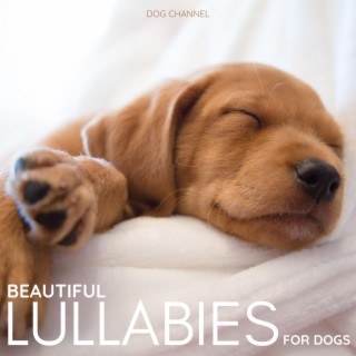 Beautiful Lullabies for Dogs