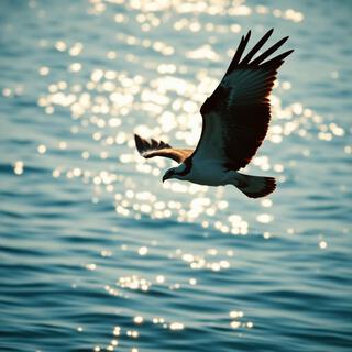 capturing the intensity of an Osprey hunt