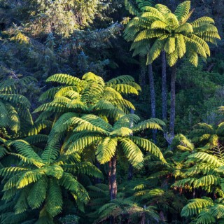 The Fern Forest | A Nature-Based Visualization for Sleep
