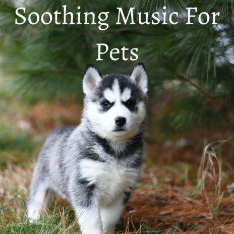 Soothing Music For Pets | Boomplay Music