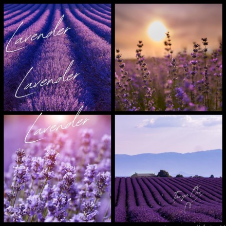 Lavender Lavender Lavender | Boomplay Music