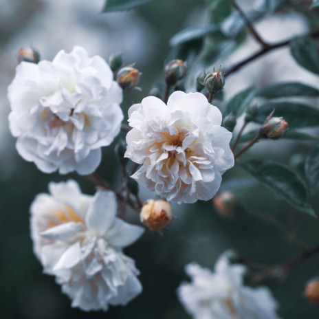 white flower