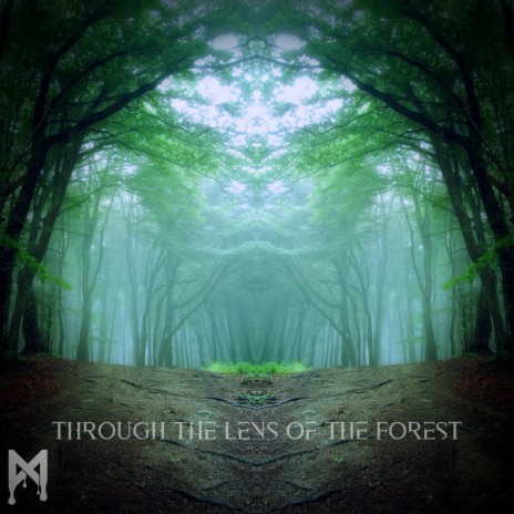 Through the Lens of the Forest | Boomplay Music