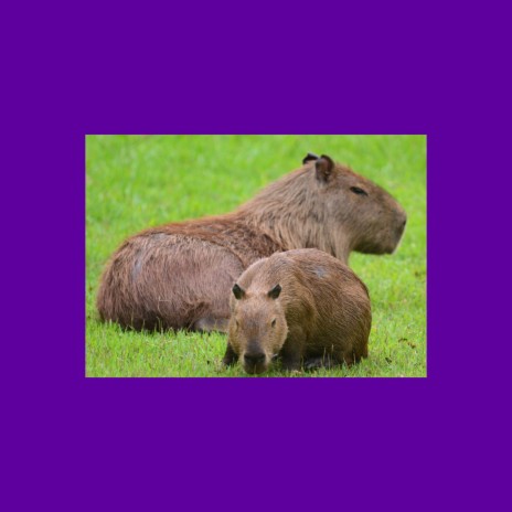 capybara invasion | Boomplay Music