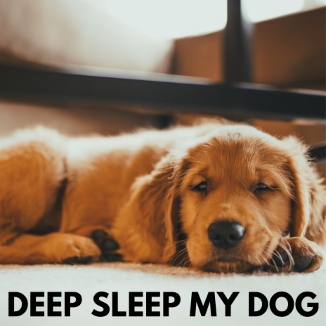 Deep Sleep My Dog ft. Relax My Dog Music & Dog Music | Boomplay Music