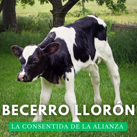 Becerro Llorón | Boomplay Music