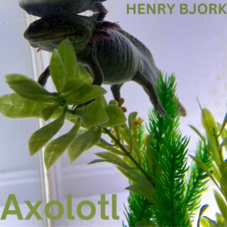 Axolotl