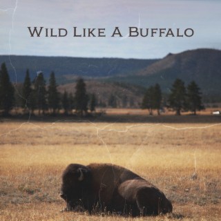 Wild Like A Buffalo