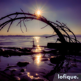 Floating Driftwood