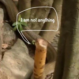 Snakes are really good at squeezing into small spaces, just like the rodents they eat lyrics | Boomplay Music