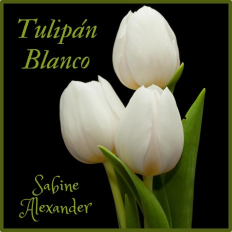 Tulipán Blanco