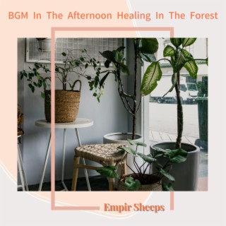 BGM In The Afternoon Healing In The Forest