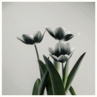 tulipes