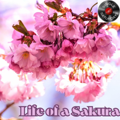 Life of a Sakura