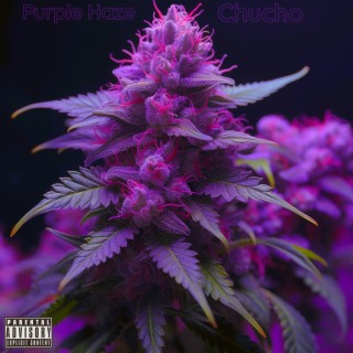 Purple Haze