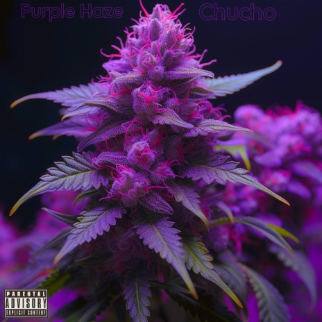 Purple Haze | Boomplay Music