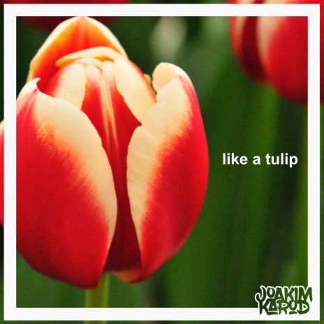 like a tulip | Boomplay Music