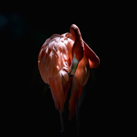Run Flamingo | Boomplay Music