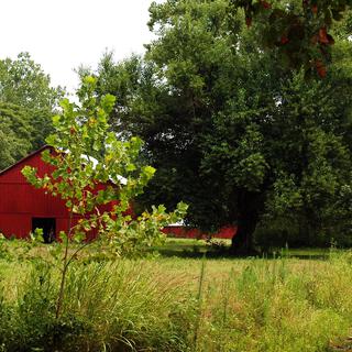 Summer Leaves