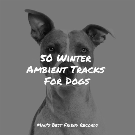 Soft Chords ft. Music for Calming Dogs & Jazz Music Therapy for Dogs | Boomplay Music