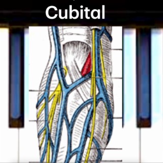 Cubital