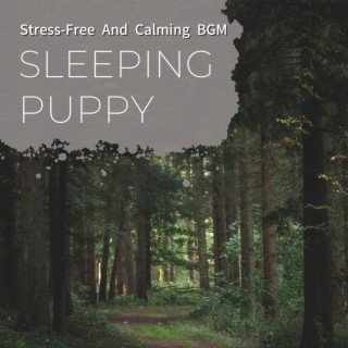 Stress-Free And Calming BGM