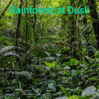 Rainforest at Dusk