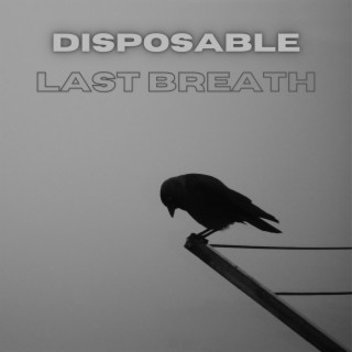 Disposable lyrics | Boomplay Music