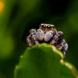 Itsy Bitsy Spider (Nursery Rhyme)