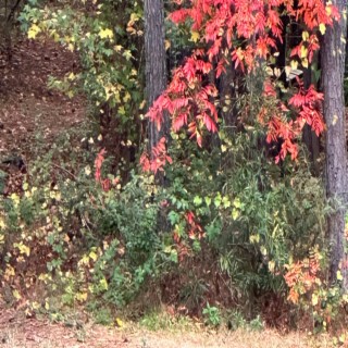 Fall Leaves