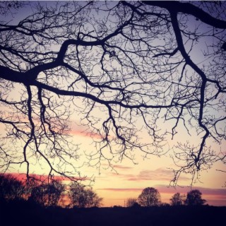 Winter Trees