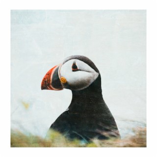 Puffin