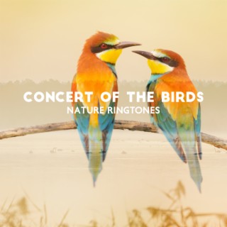 Concert of the Birds: Nature Ringtones, Peaceful in the Forest, Reduce Stress and Well Being