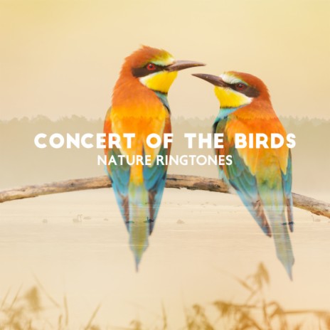 Vital Energy (Water & Birds) | Boomplay Music