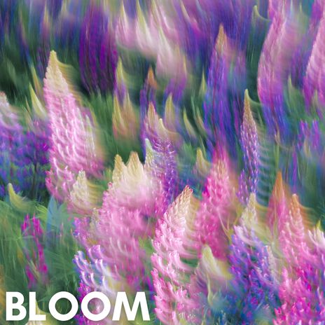 Bloom | Boomplay Music