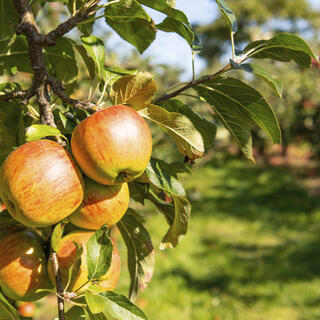 The Orchard