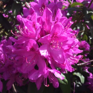 Purple Mountain Flowers Blooming