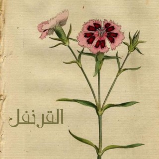 القرنفل lyrics | Boomplay Music