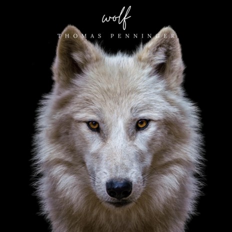 wolf | Boomplay Music