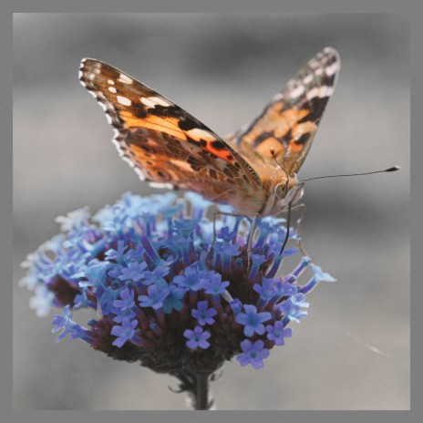 Butterfly Flutter | Boomplay Music